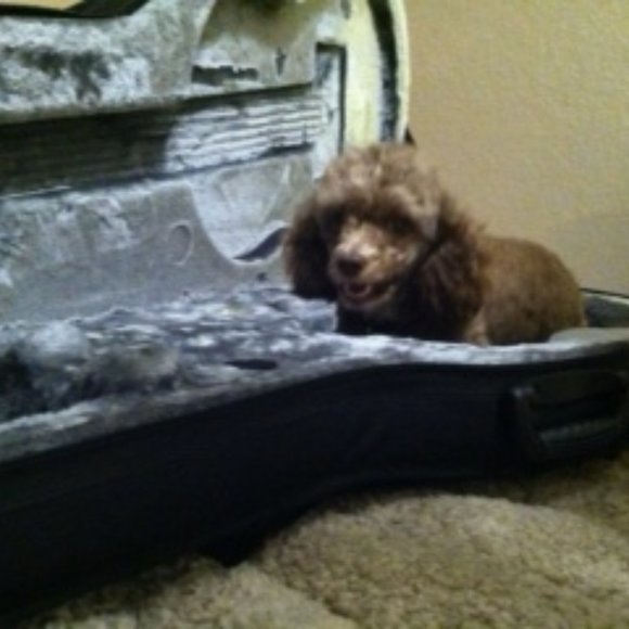 Meet your Posher, Calin - Picture 1 of 1